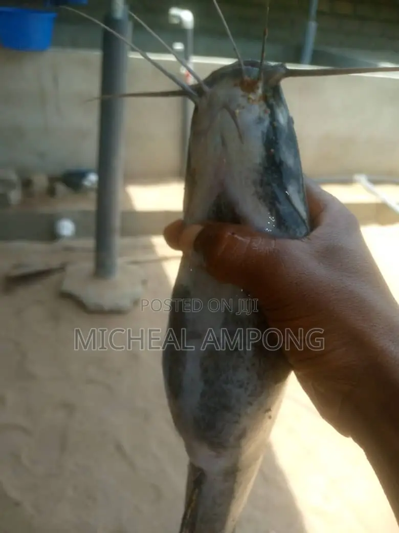 Cat Fish Available