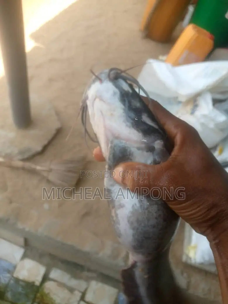 Cat Fish Available