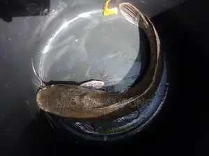 Cat Fish Available
