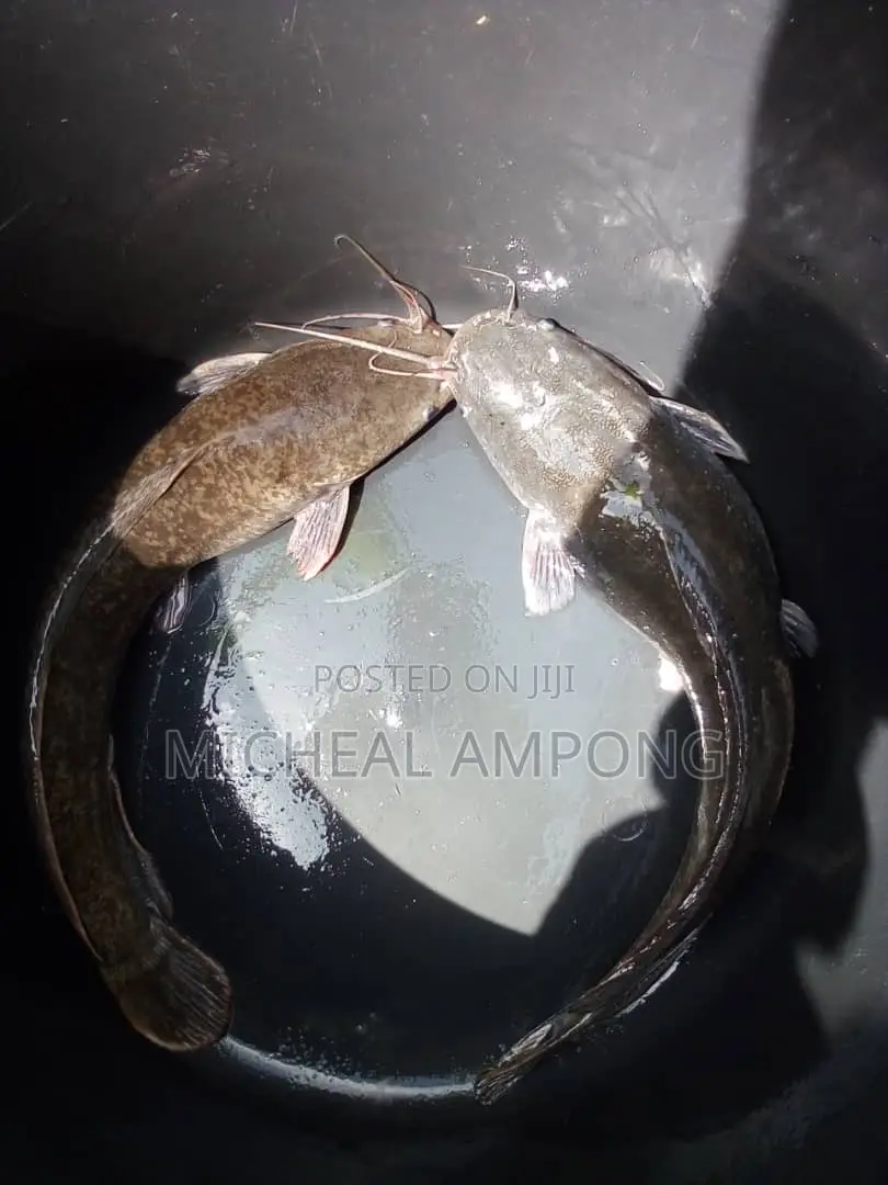 Cat Fish Available