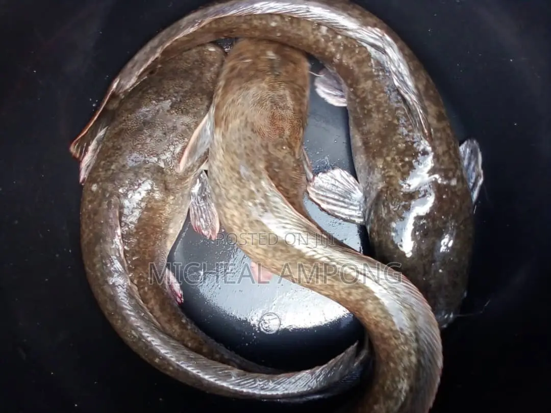 Cat Fish Available