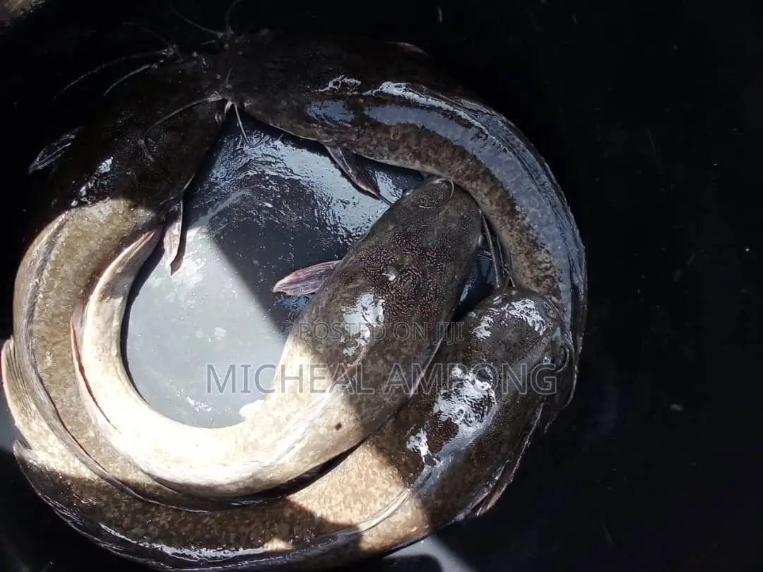Cat Fish Available
