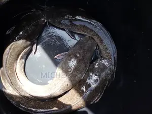 Cat Fish Available