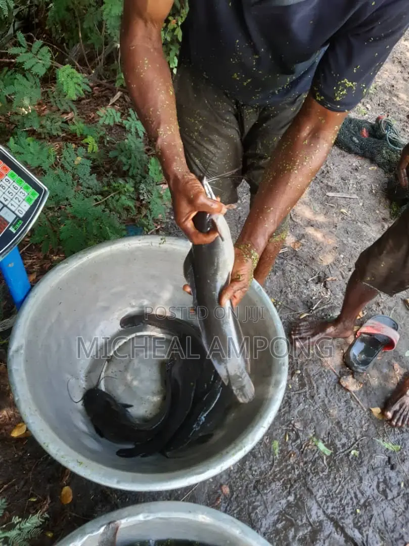 Cat Fish Available