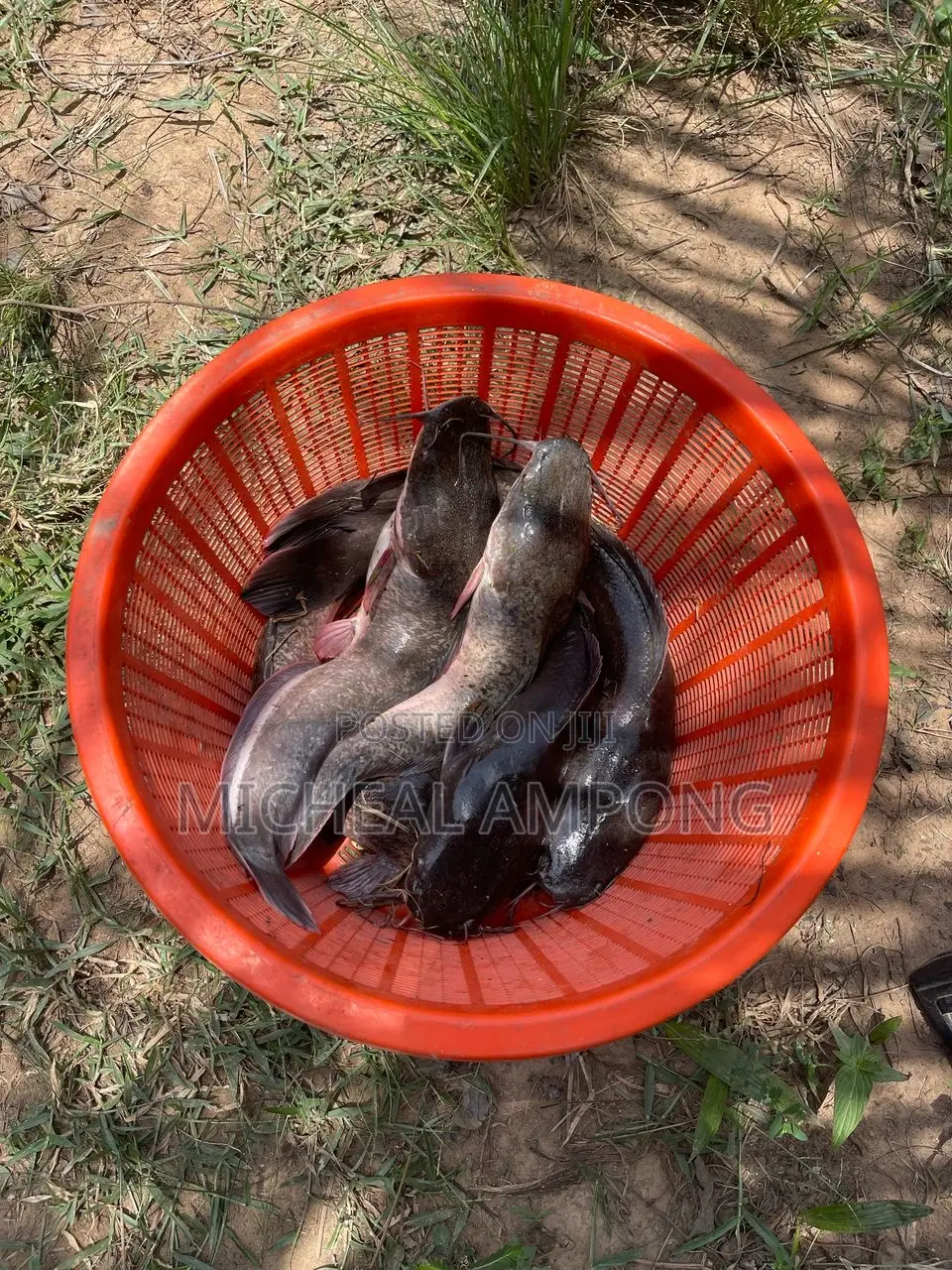 Cat Fish Available