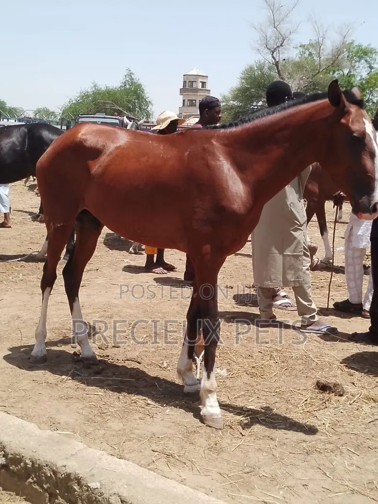 Tamed and Trained Male Adolescent Horse