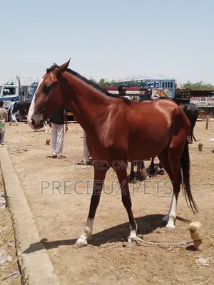 Tamed and Trained Male Adolescent Horse