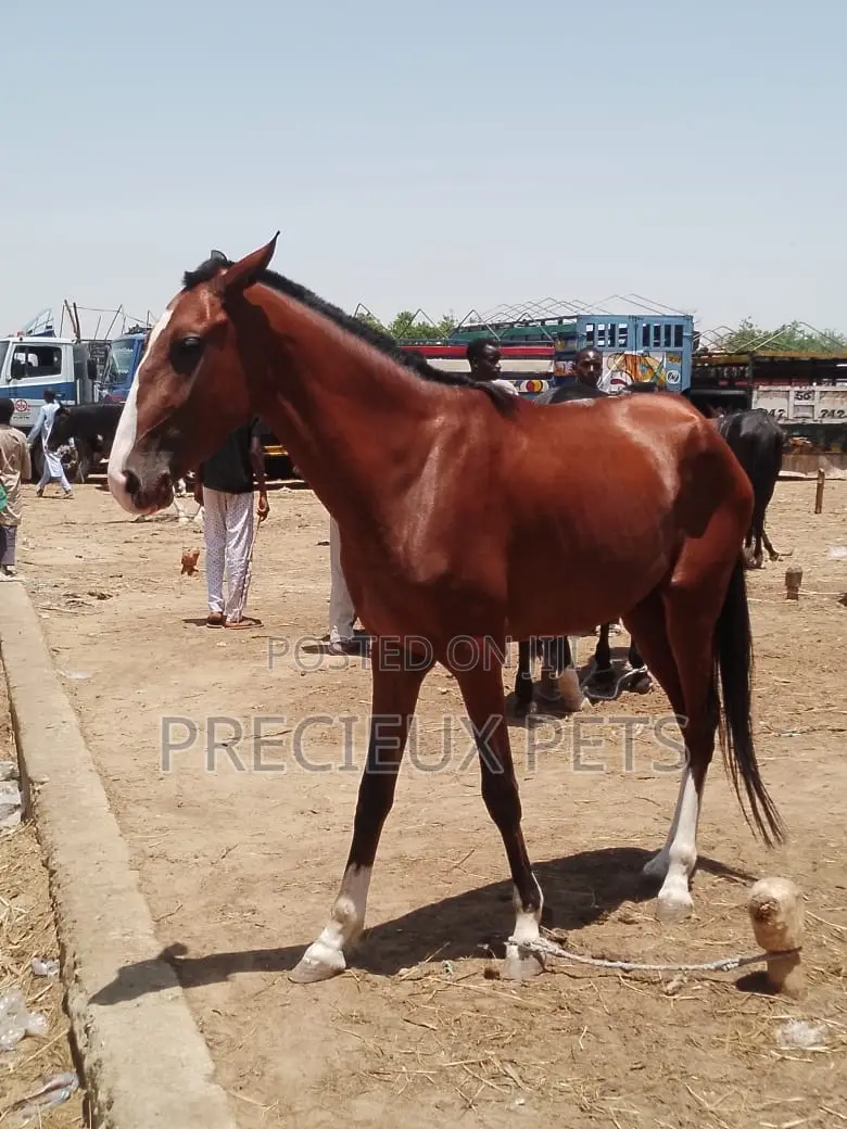 Tamed and Trained Male Adolescent Horse