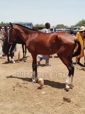 Tamed and Trained Male Adolescent Horse