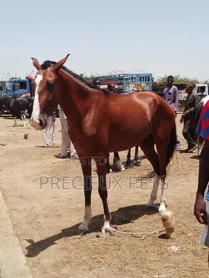 Tamed and Trained Male Adolescent Horse