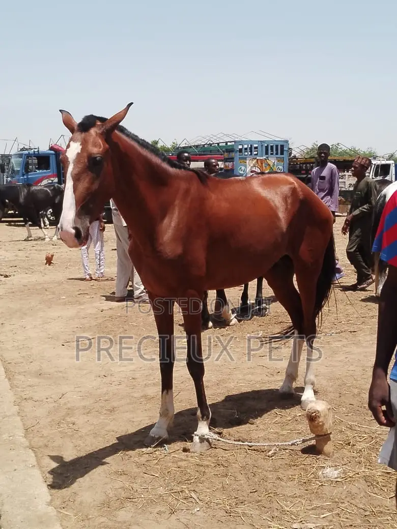 Tamed and Trained Male Adolescent Horse