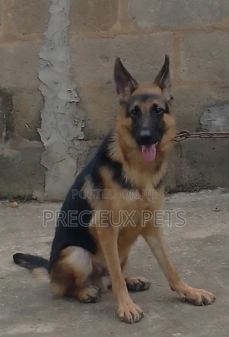 1+ year Female Purebred German Shepherd