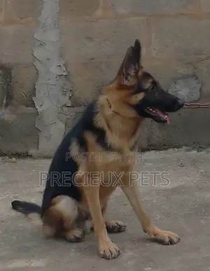 1+ year Female Purebred German Shepherd