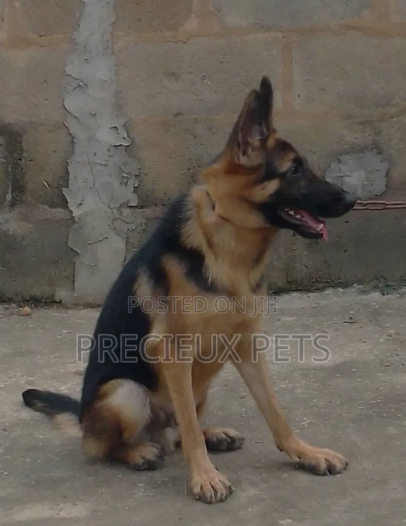 1+ year Female Purebred German Shepherd