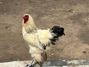 Brahmas Chicken