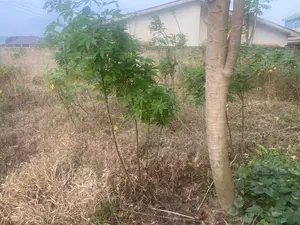 Fenced Land at Amasaman for Sale