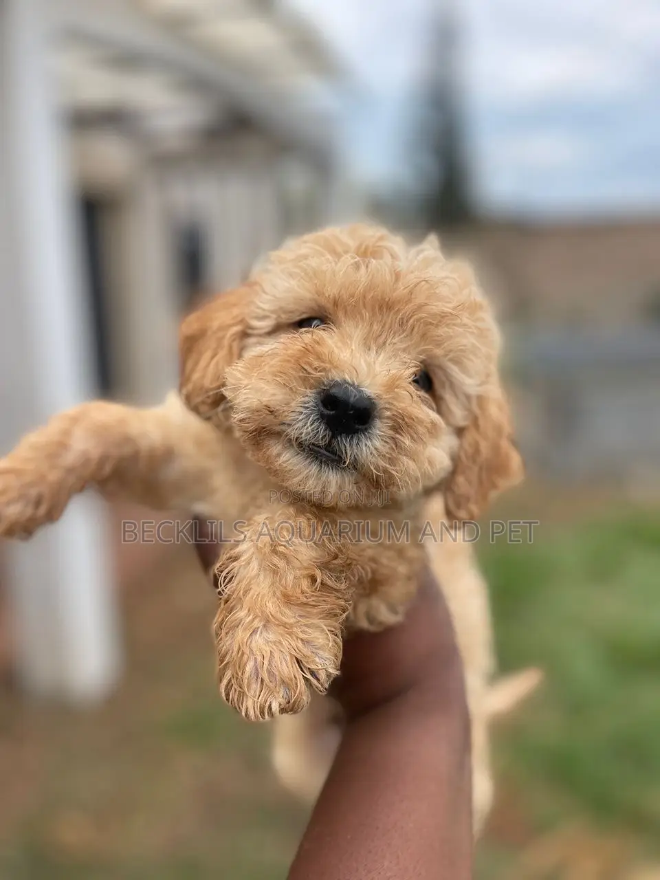 1-3 months Female Purebred Poodle