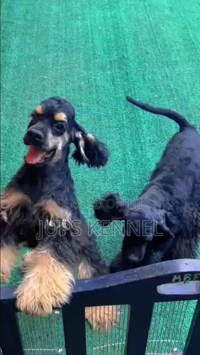 3-6 months Female Purebred Cocker Spaniel