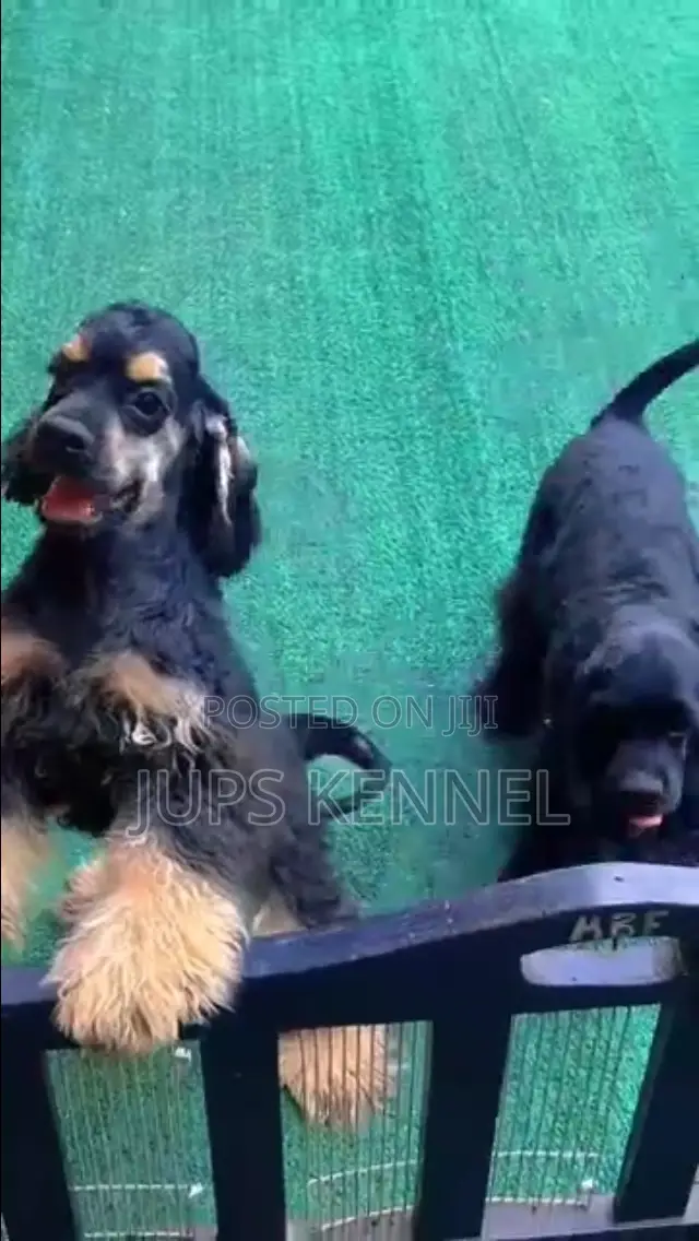 3-6 months Female Purebred Cocker Spaniel