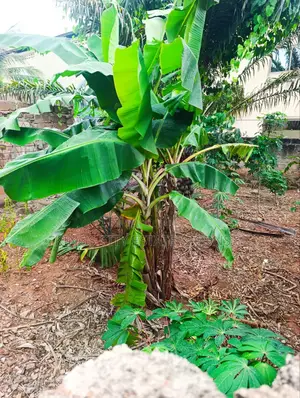 Land for Sale at Acp Estate, Cool Water Area