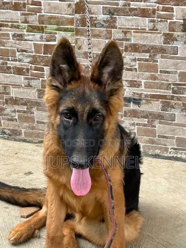 3-6 months Female Purebred German Shepherd in Sowutwuom Dogs