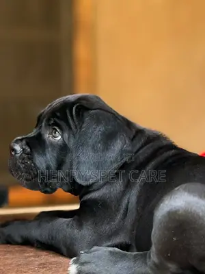 1-3 months Female Purebred Cane Corso