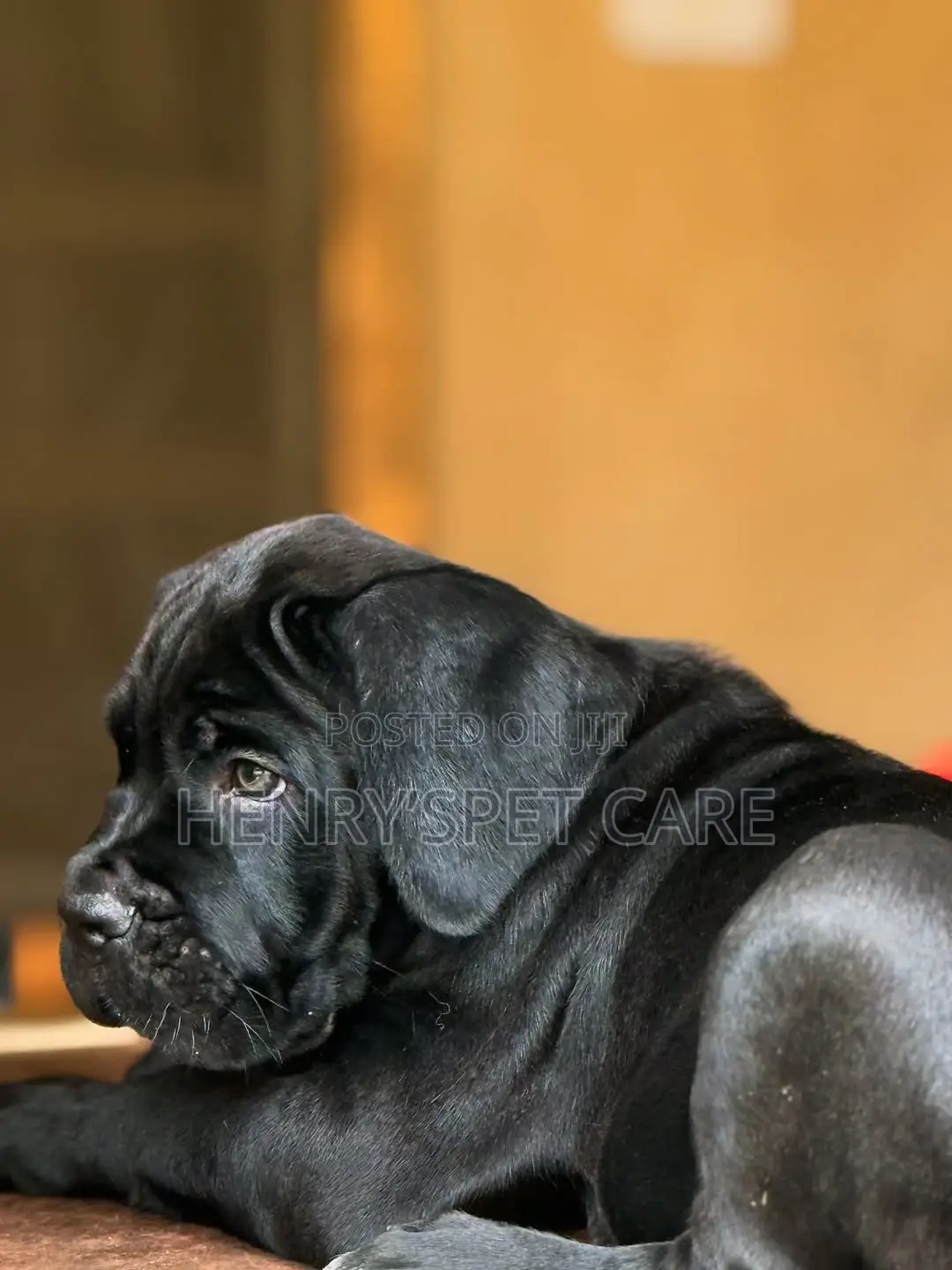 1-3 months Female Purebred Cane Corso