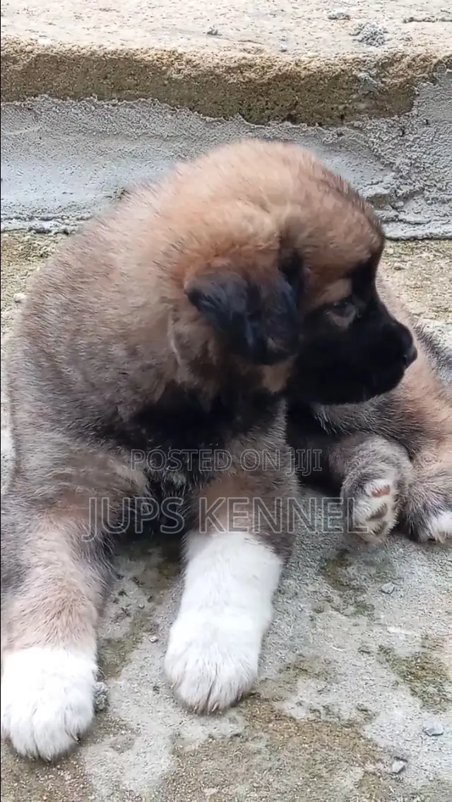 1-3 months Female Purebred Caucasian Shepherd