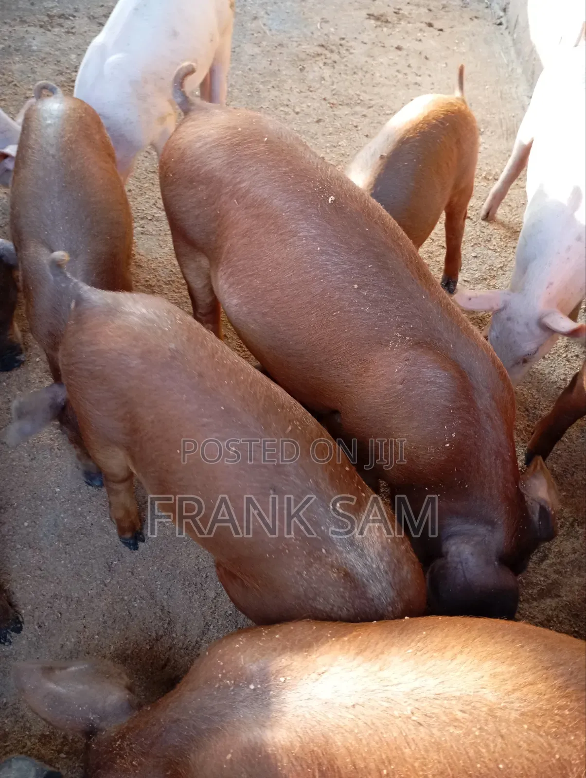 Good Genetics Duroc Piglets for Sale Both Male and Female