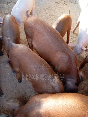 Good Genetics Duroc Piglets for Sale Both Male and Female