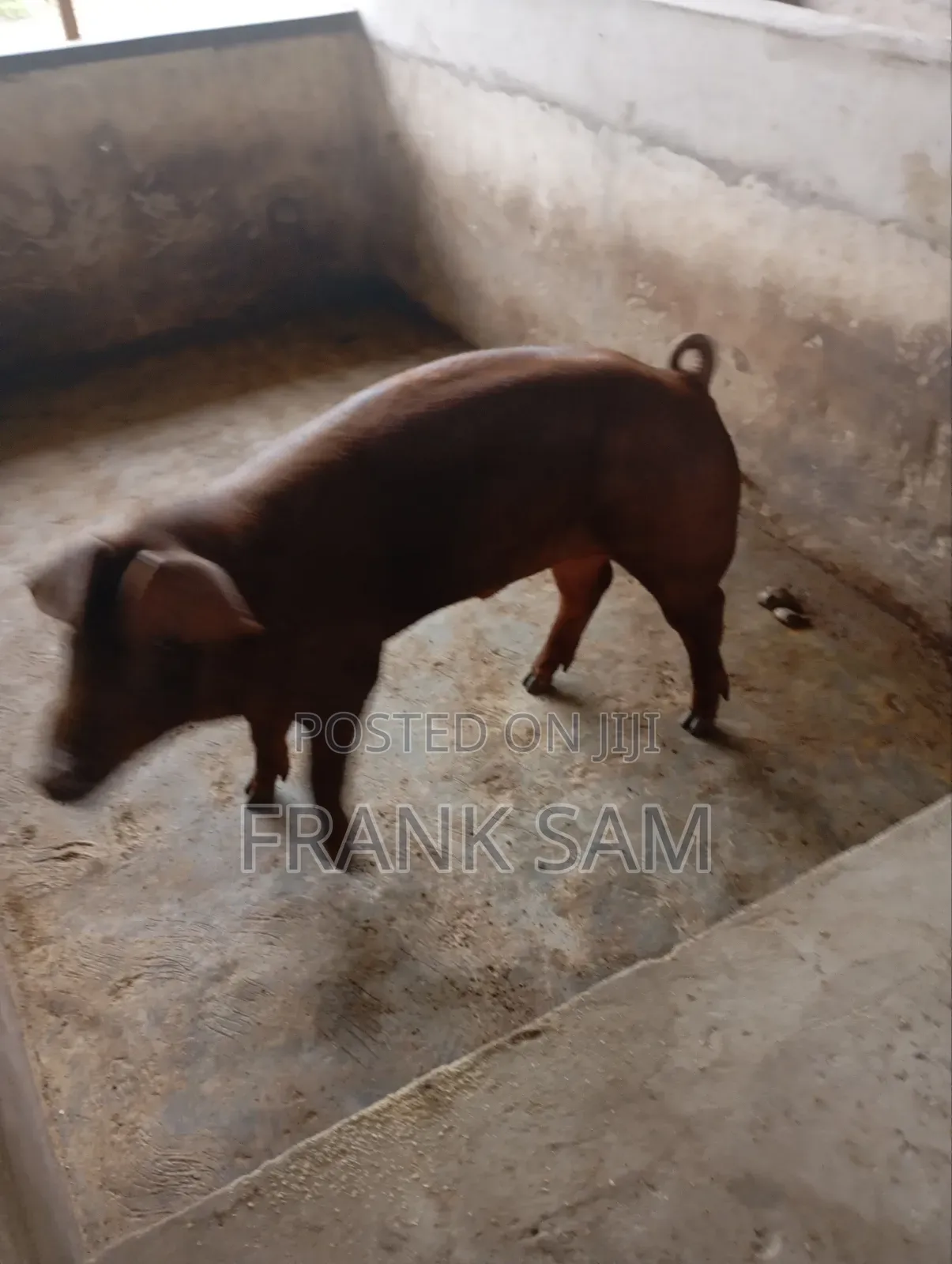 Good Genetics Duroc Piglets for Sale Both Male and Female