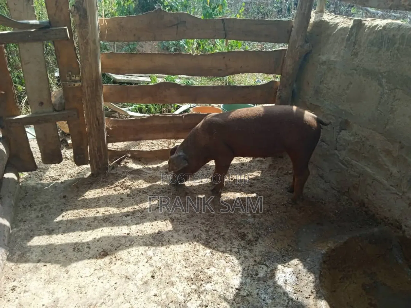Good Genetics Duroc Piglets for Sale Both Male and Female