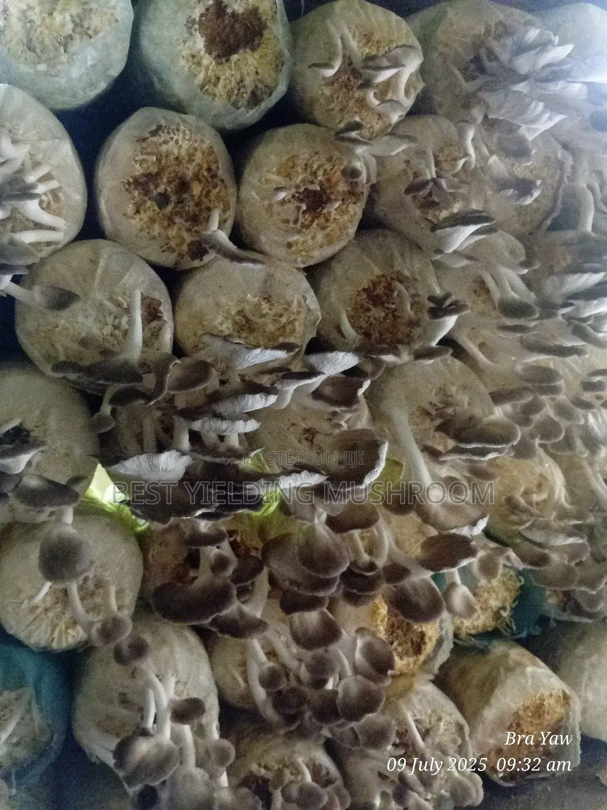Oyster Mushroom Fruiting Bags