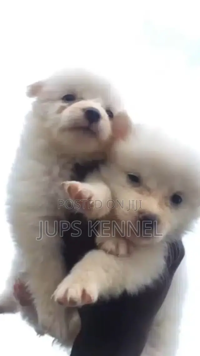 1-3 months Female Purebred American Eskimo
