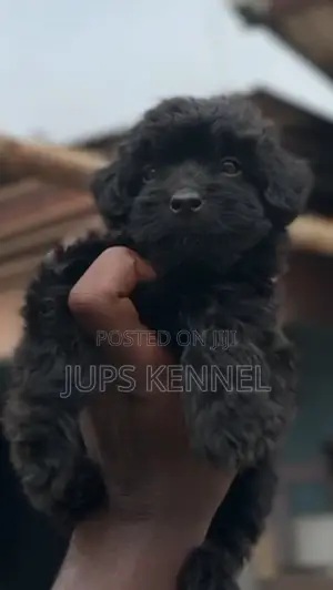1-3 months Female Purebred Poodle