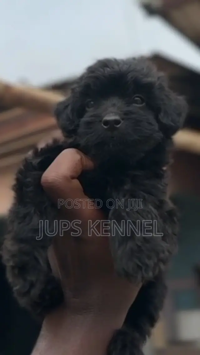 1-3 months Female Purebred Poodle