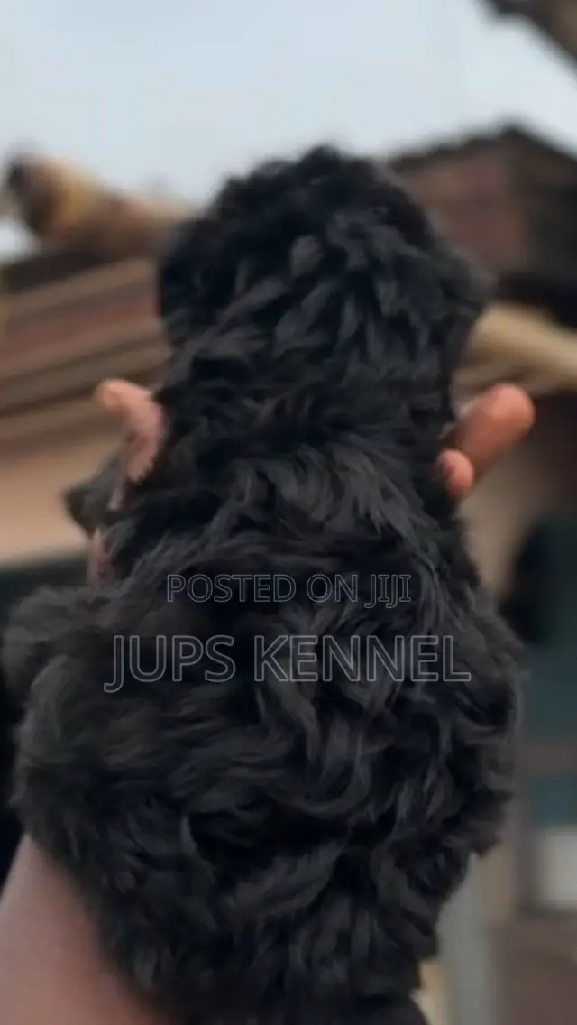 1-3 months Female Purebred Poodle