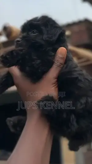 1-3 months Female Purebred Poodle