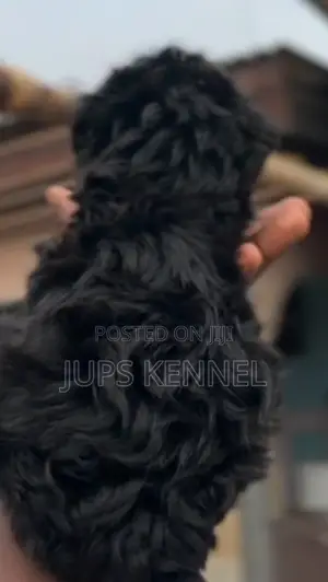 1-3 months Female Purebred Poodle