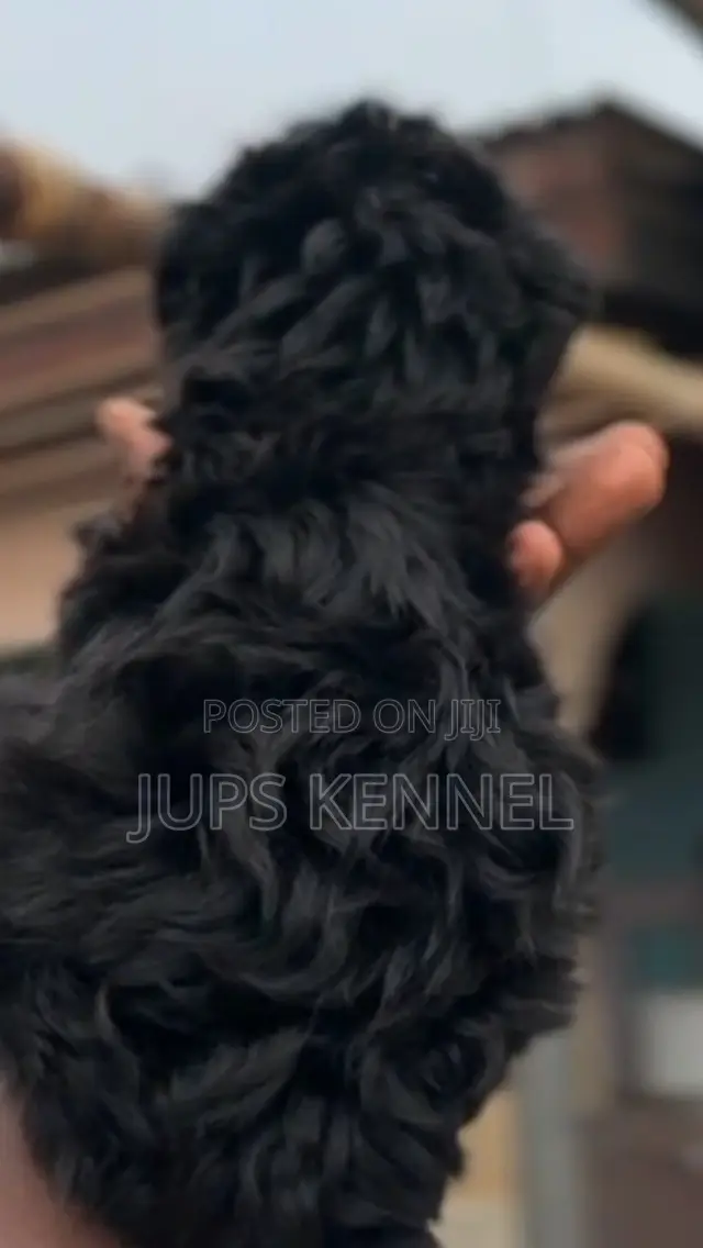 1-3 months Female Purebred Poodle