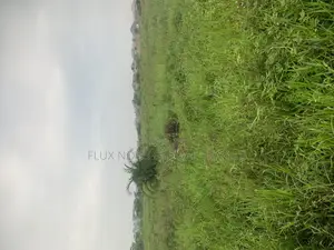 Half Plots of Land for Sale at Amasaman Ayikai Doblo.