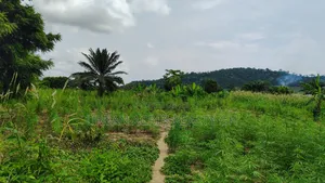 E.R, Asamankesse (Topiase) _ 2900+ Acres Farmland