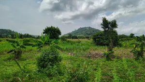 E.R, Asamankesse (Topiase) _ 2900+ Acres Farmland