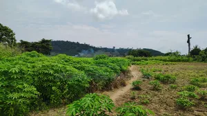 E.R, Asamankesse (Topiase) _ 2900+ Acres Farmland