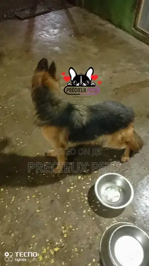 1+ year Female Purebred German Shepherd
