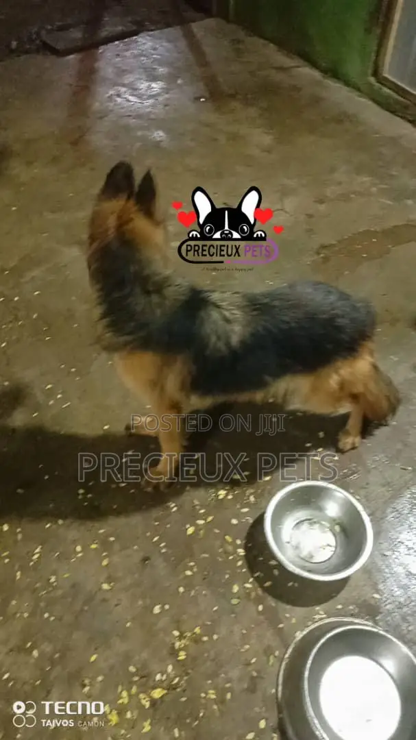 1+ year Female Purebred German Shepherd