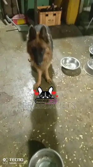 1+ year Female Purebred German Shepherd