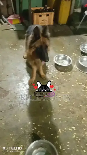 1+ year Female Purebred German Shepherd