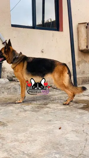 1+ year Female Purebred German Shepherd
