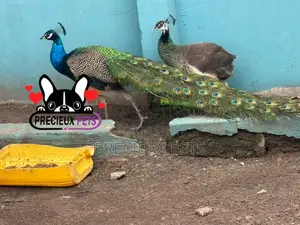 Photo - 1 Pair of Adult Peacock (Peacock Peafowl)
